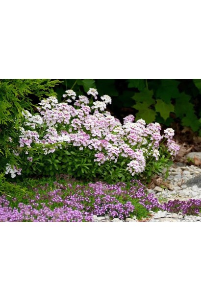 Іберіс вічнозелений Пінк Айс